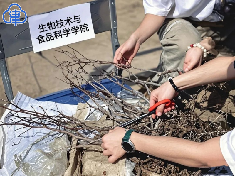 津云客户端、今日头条报道63棵酸枣苗落户星空劳动教育基地
